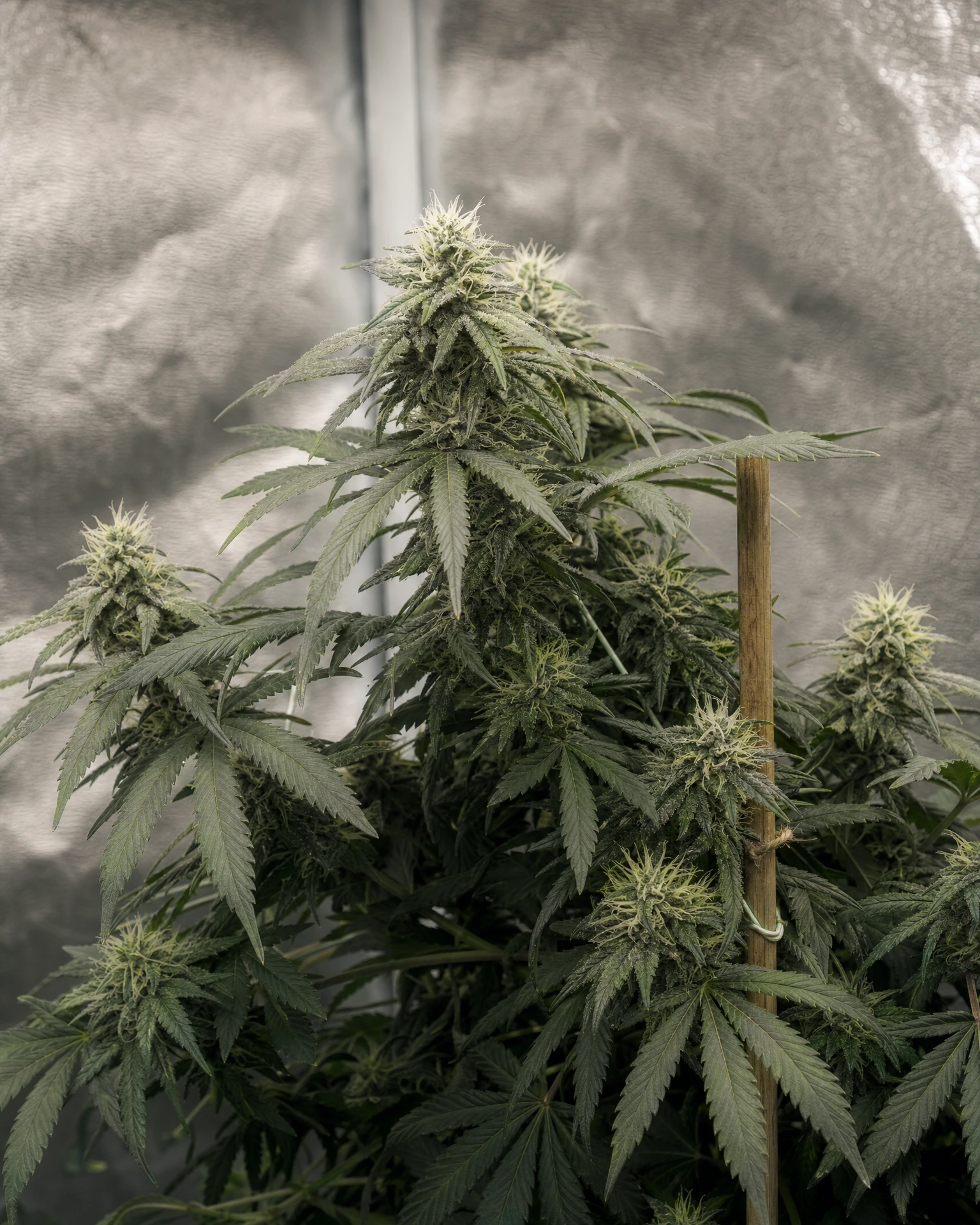 Hindu Kush Autoflower in der mittleren Blütephase