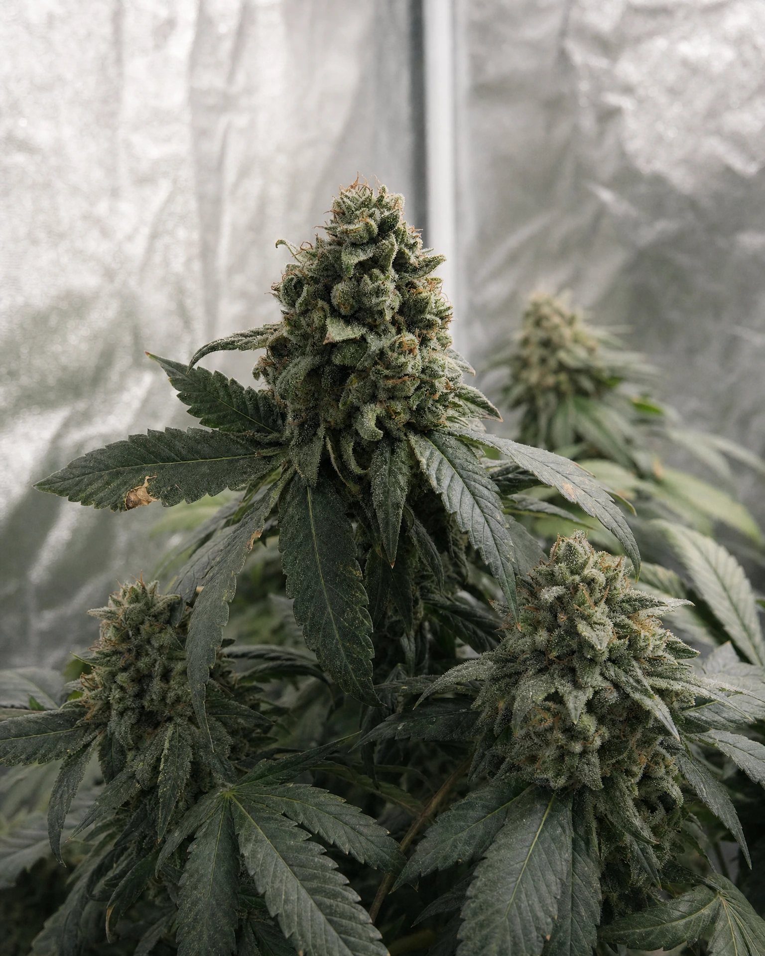 Ausgereifte Cannabispflanze der Sorte Hindu Kush Autoflower aus einem zweiten Blickwinkel