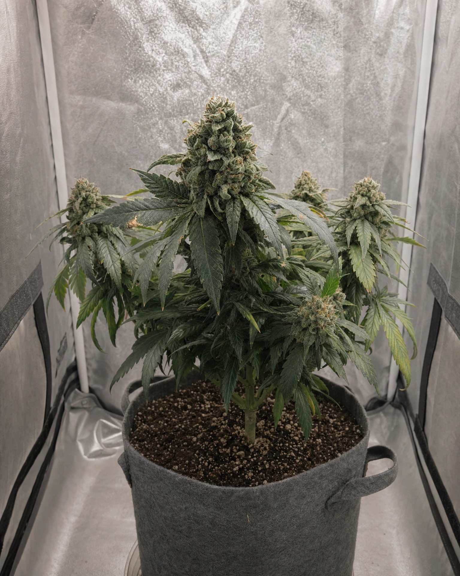 Ausgewachsene Cannabispflanze der Sorte Hindu Kush Autoflower