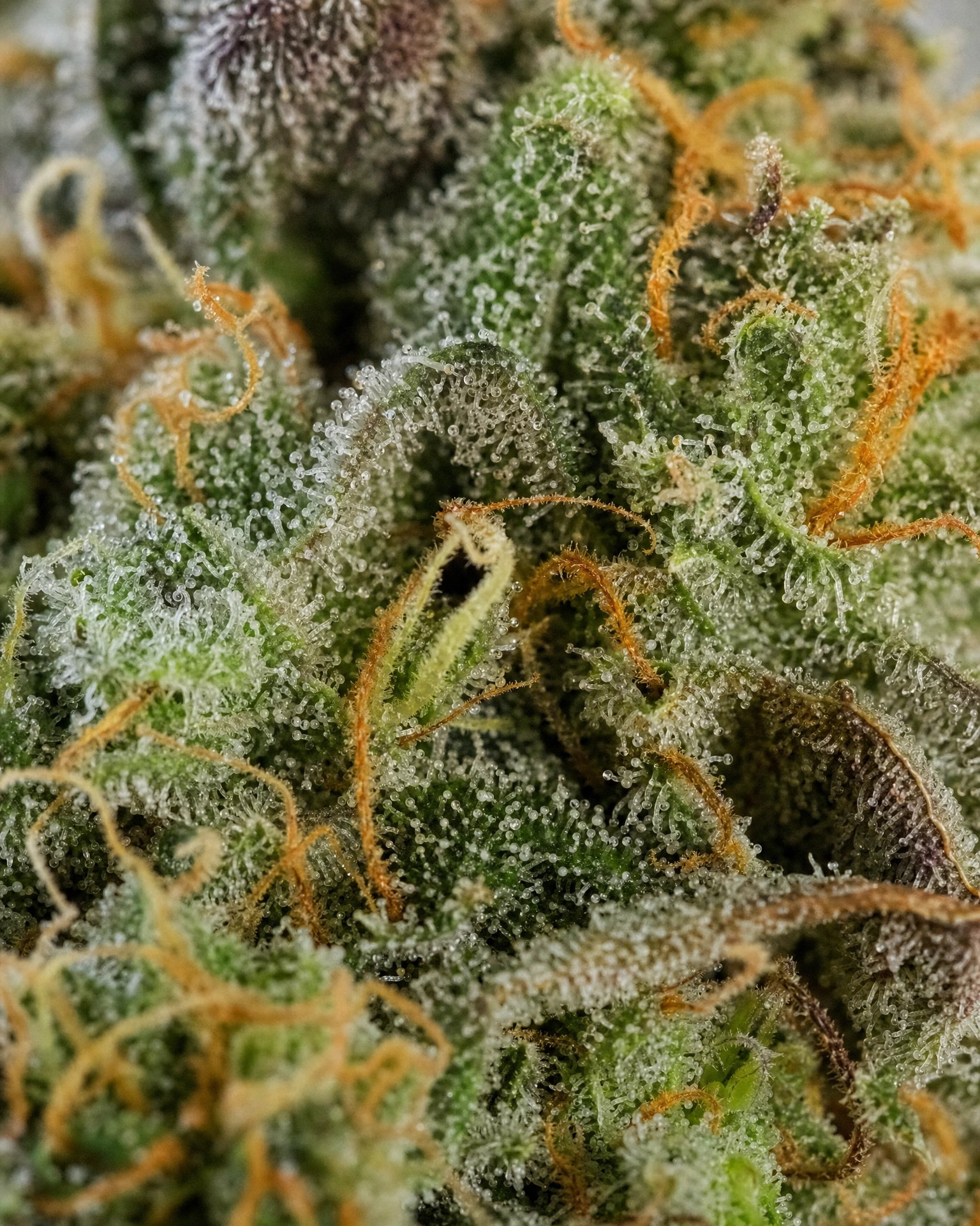 Trichome der Cannabissorte Mimosa in Nahaufnahme