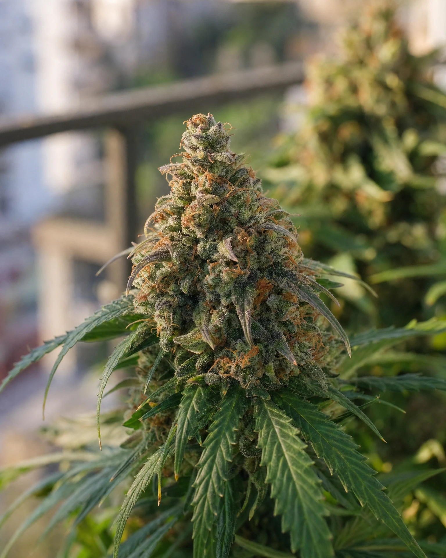 Blühende Cannabispflanze der Sorte Mimosa Autoflower