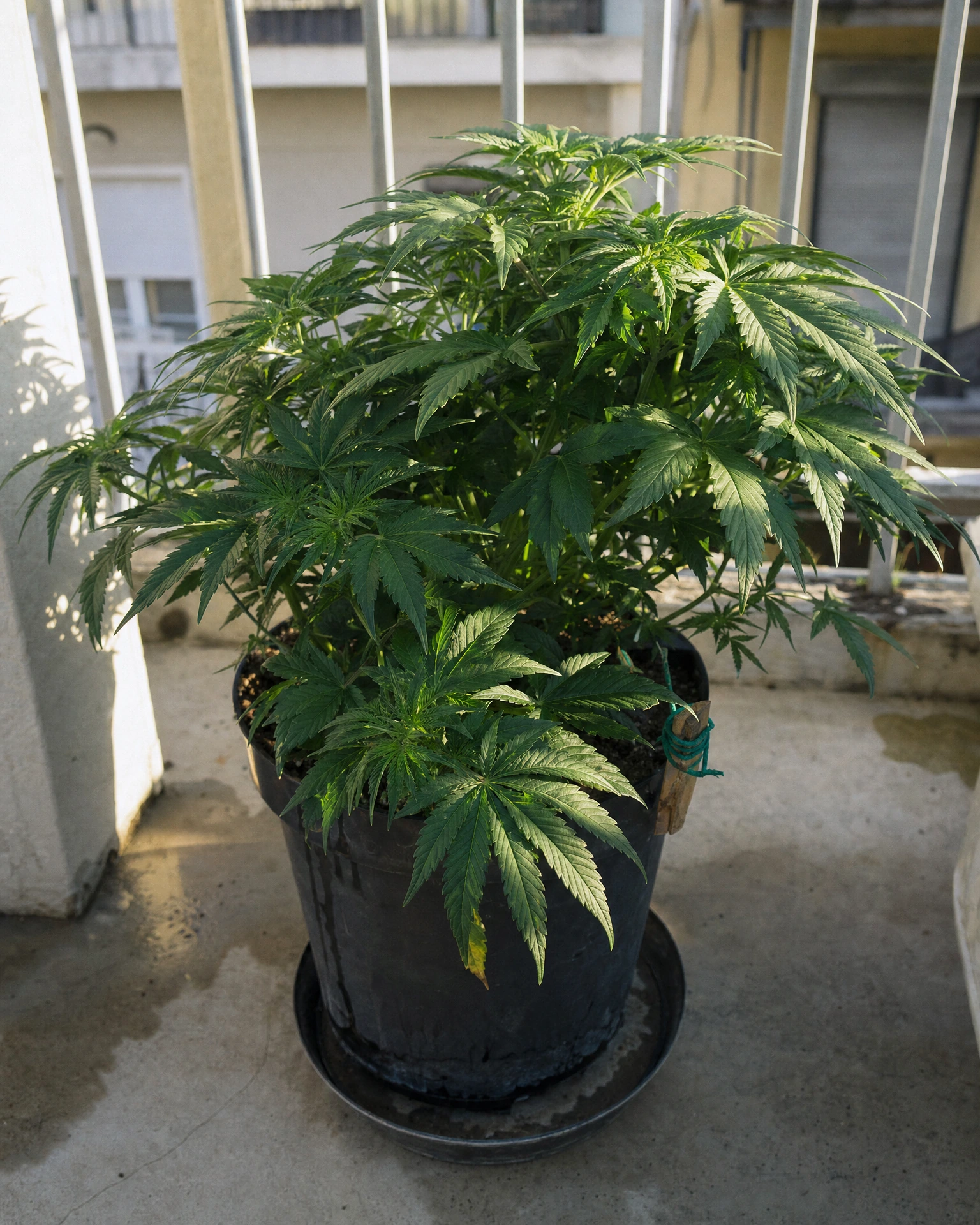 Mimosa Autoflower in der vegetativen Wachstumsphase