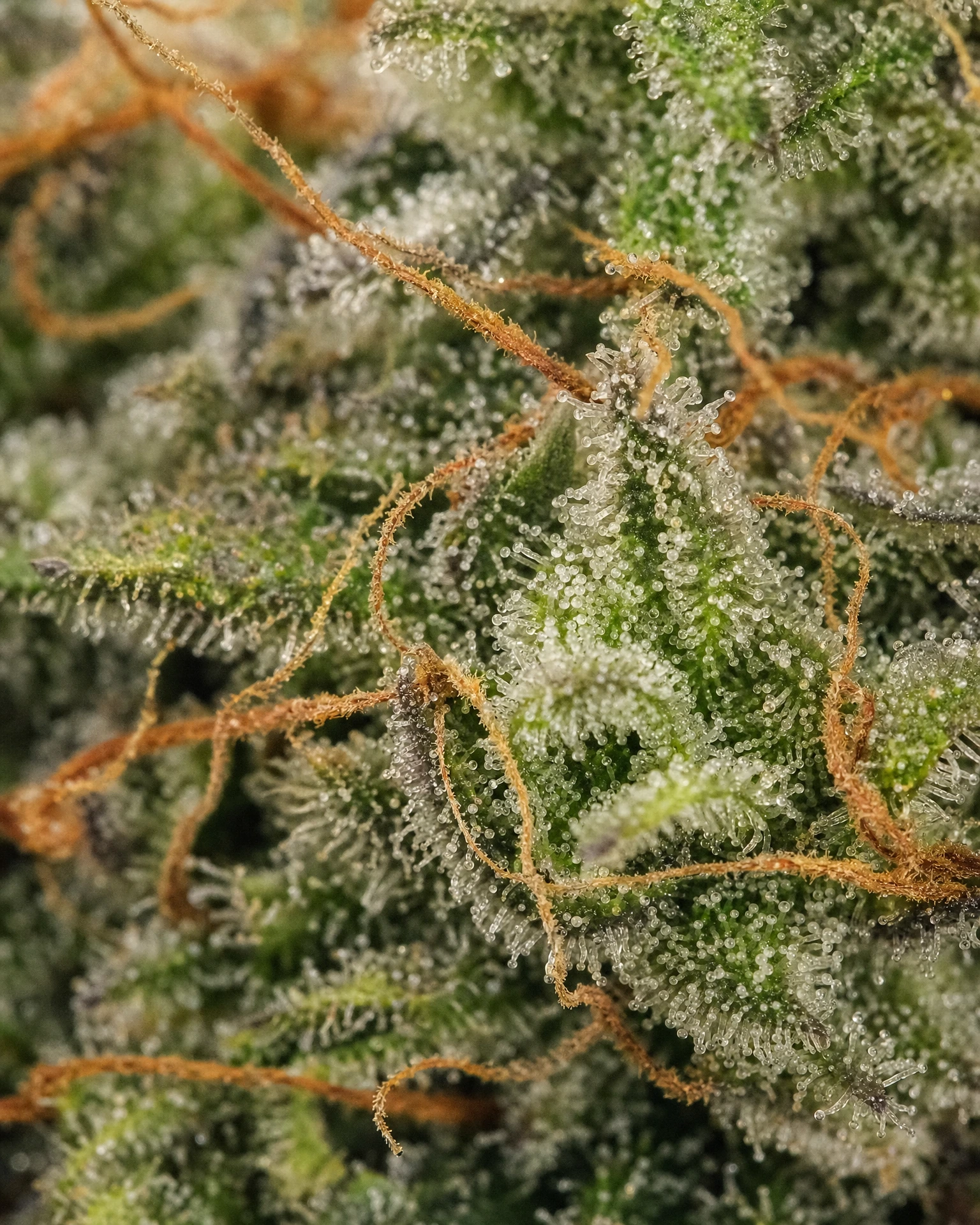 Trichome der Cannabissorte Mimosa Autoflower in Nahaufnahme
