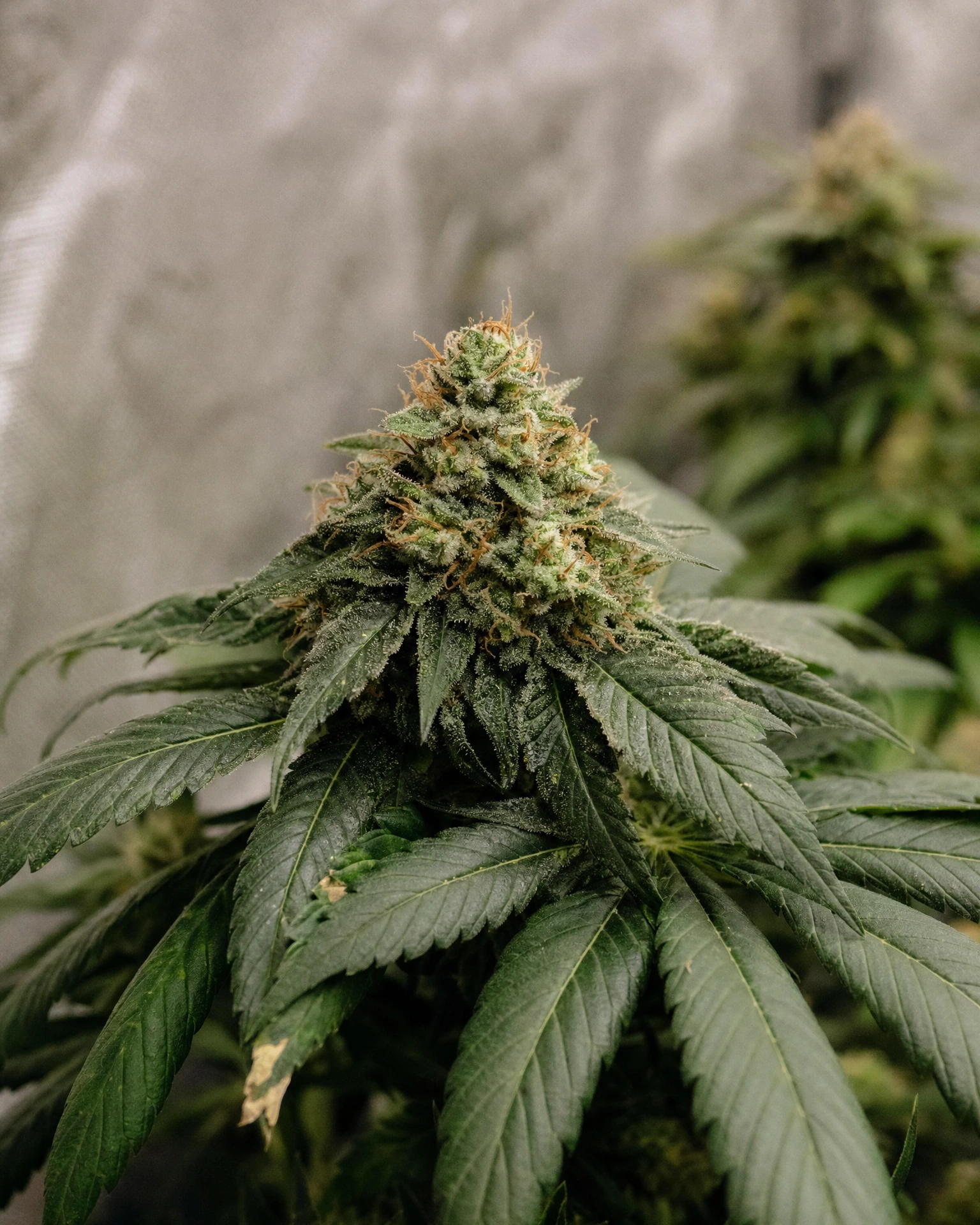 Blühende Cannabispflanze der Sorte Northern Lights Autoflower