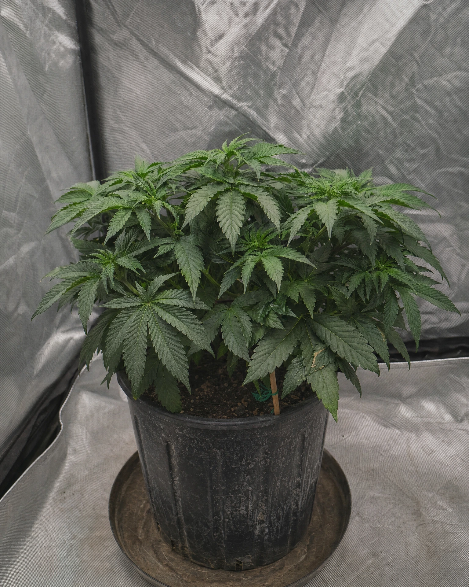 Northern Lights Autoflower in der vegetativen Wachstumsphase