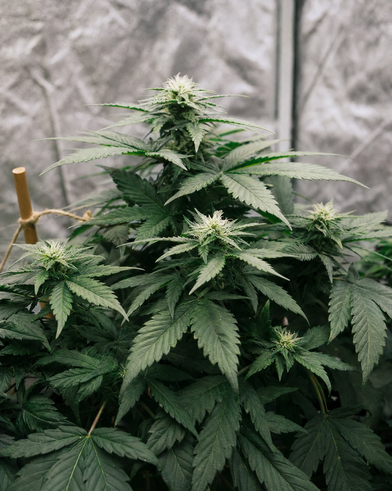 Northern Lights Autoflower in der frühen Blütephase