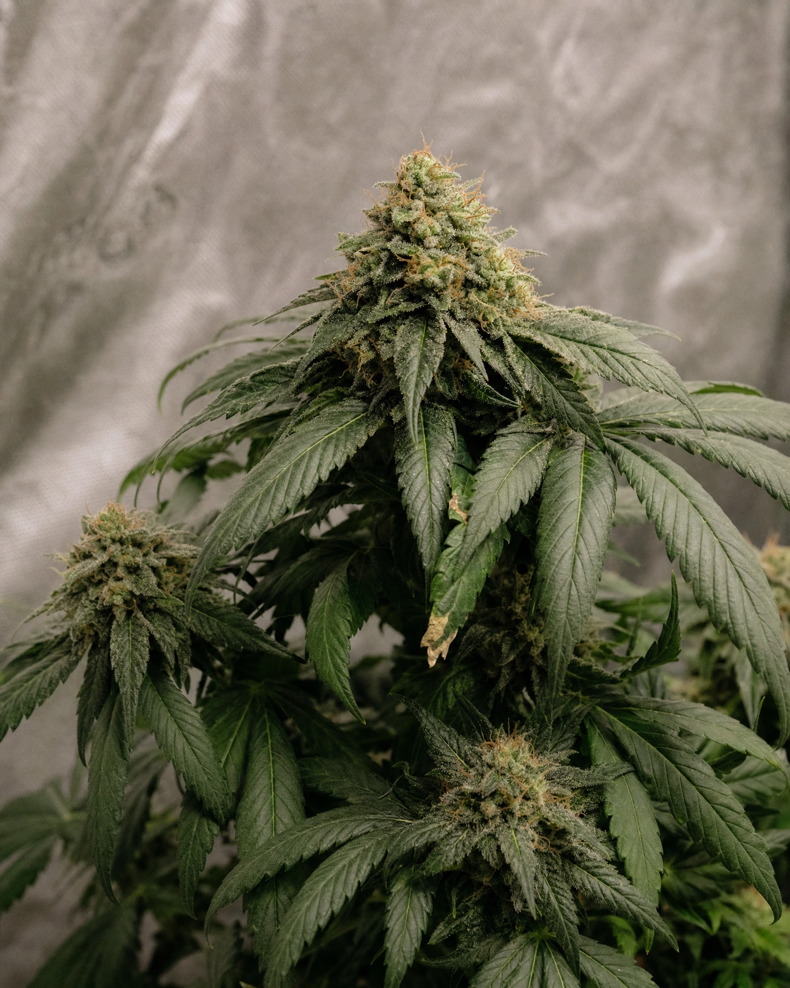 Ausgereifte Cannabispflanze der Sorte Northern Lights Autoflower aus einem zweiten Blickwinkel