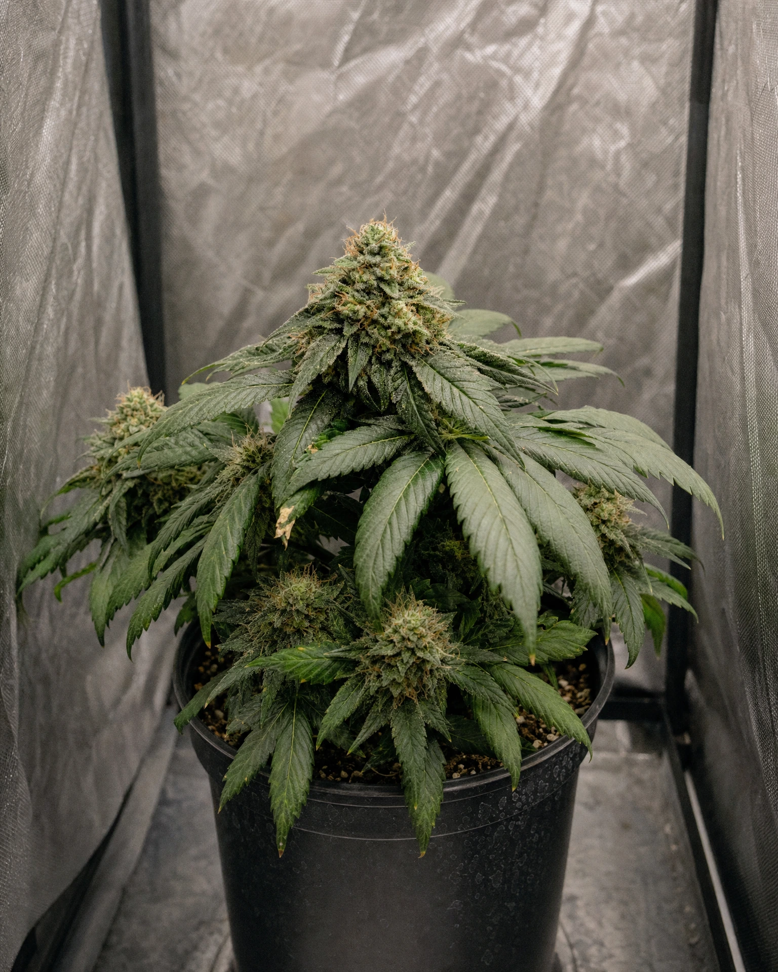 Ausgewachsene Cannabispflanze der Sorte Northern Lights Autoflower