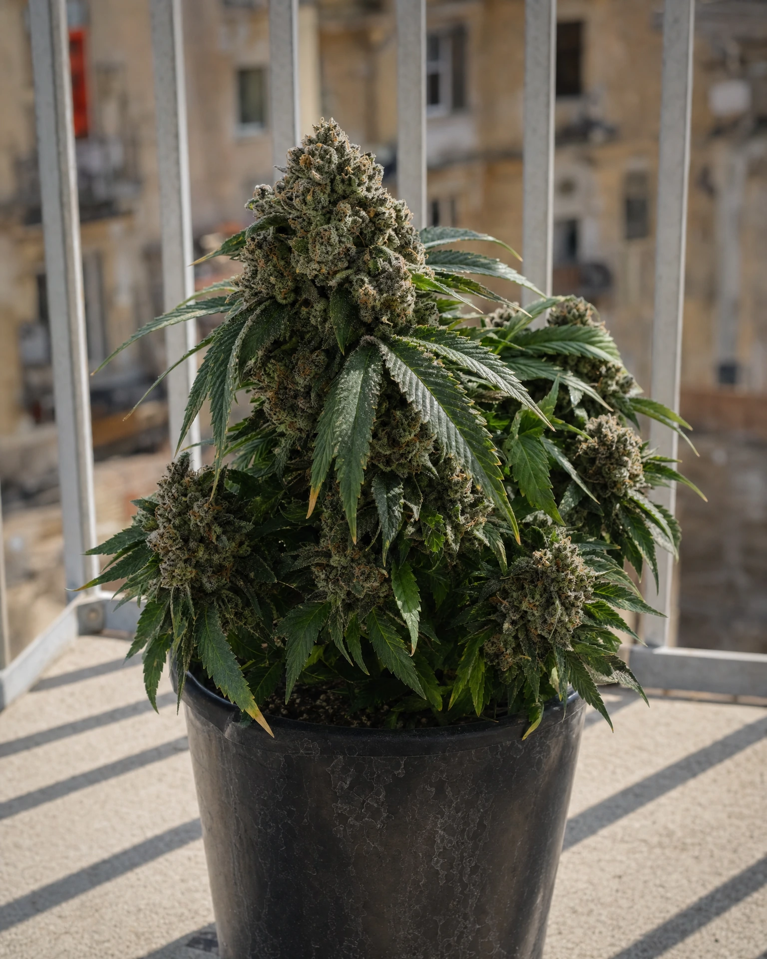 Ausgewachsene Cannabispflanze der Sorte Permanent Marker Autoflower