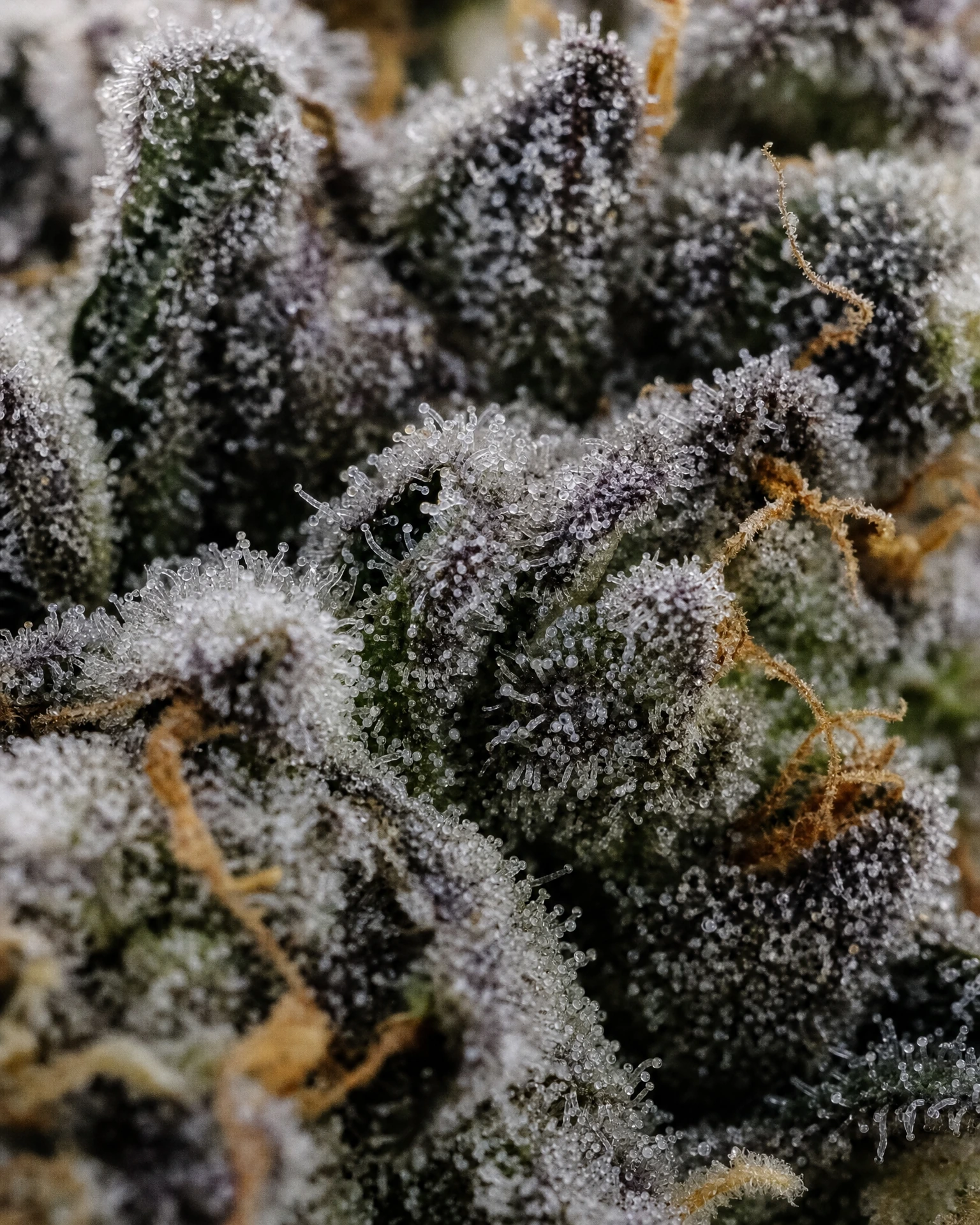 Trichome der Cannabissorte Permanent Marker Autoflower in Nahaufnahme