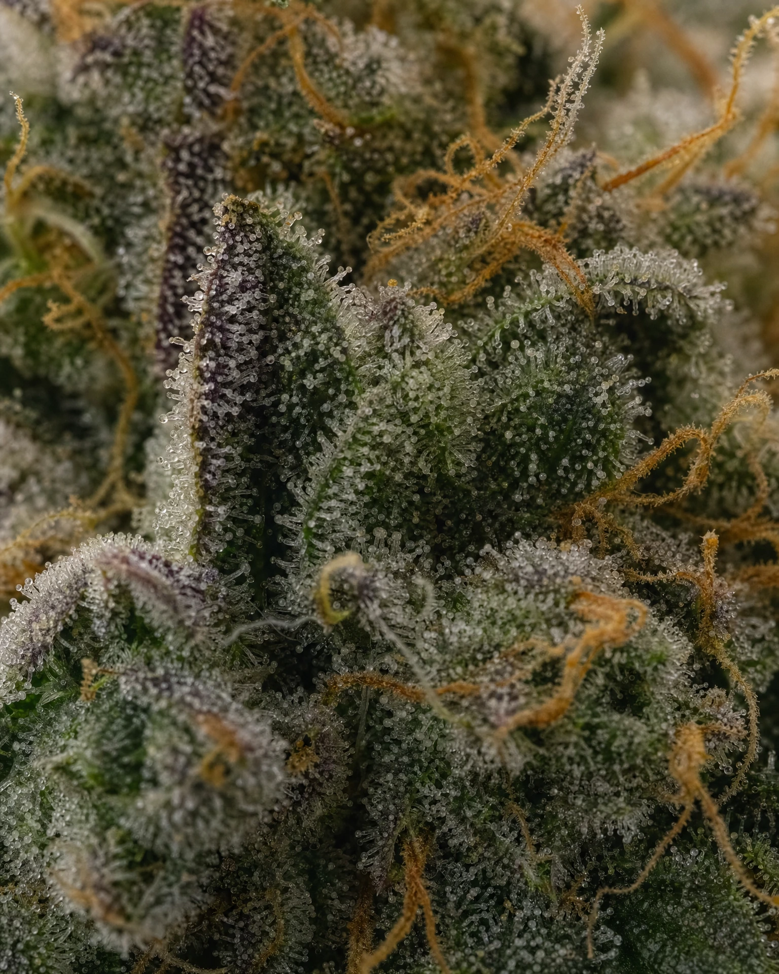 Trichome der Cannabissorte Runtz in Nahaufnahme