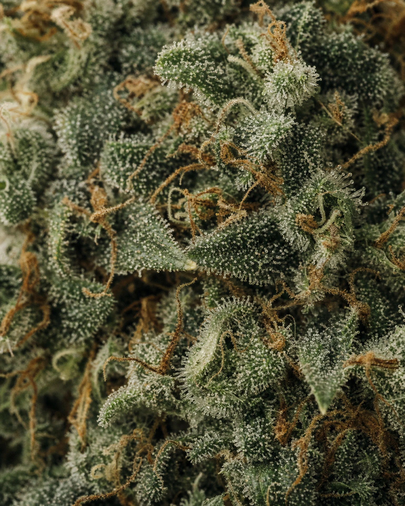 Trichome der Cannabissorte Northern Lights in Nahaufnahme