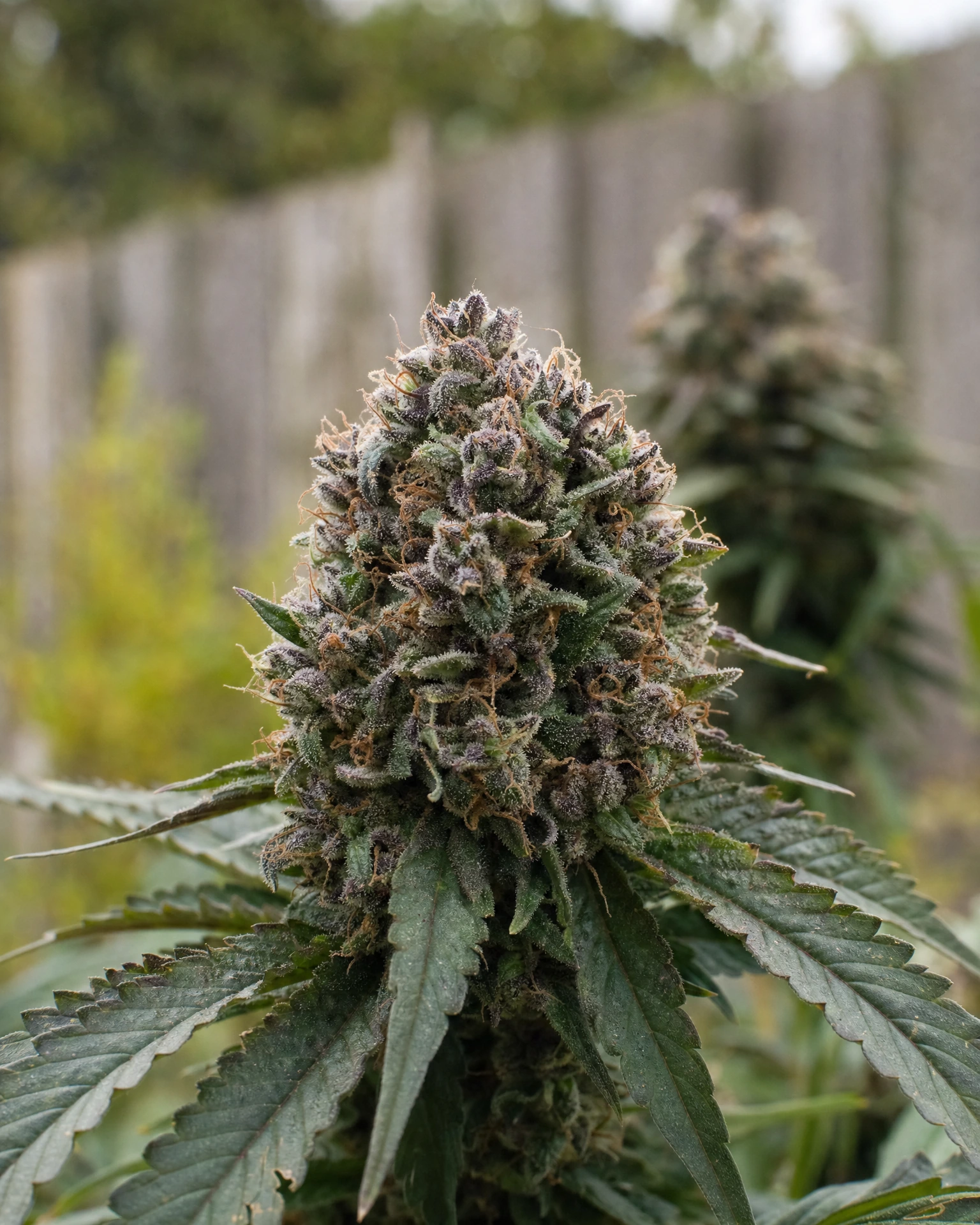 Blühende Cannabispflanze der Sorte Runtz Autoflower