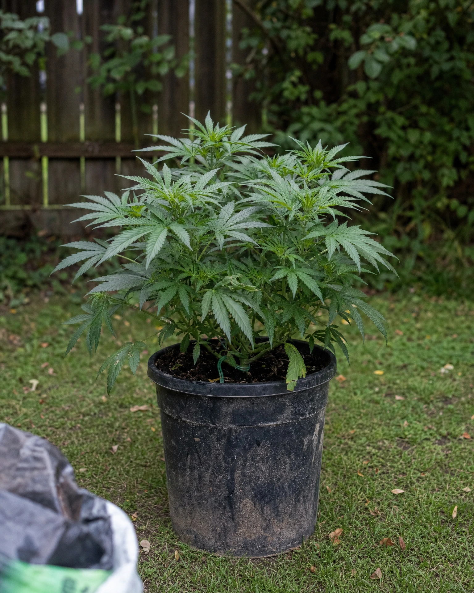 Runtz Autoflower in der vegetativen Wachstumsphase