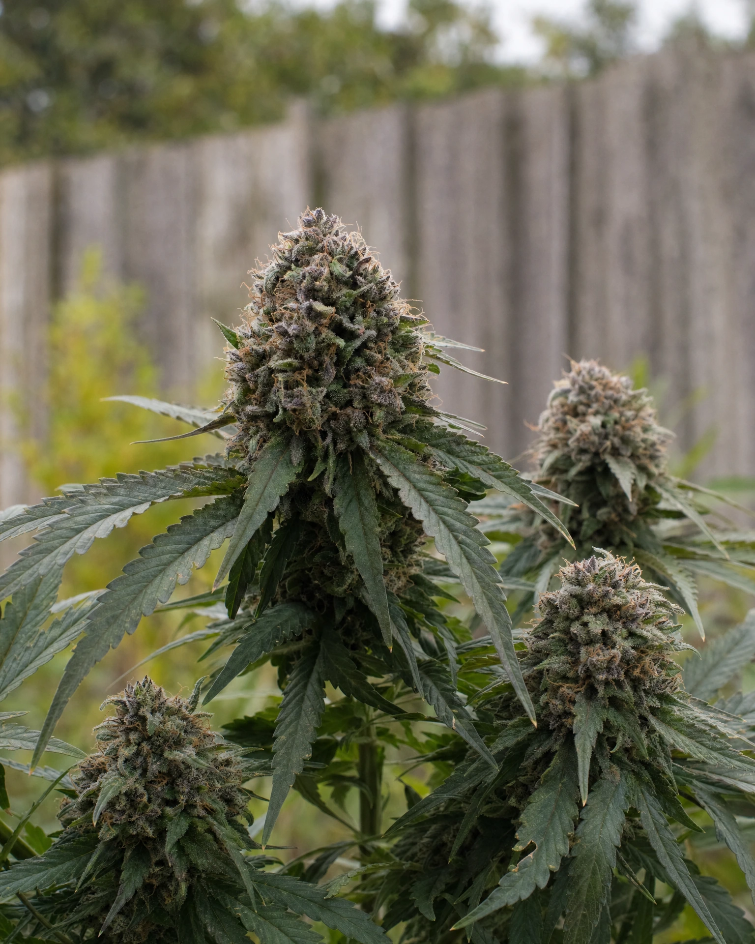 Ausgereifte Cannabispflanze der Sorte Runtz Autoflower aus einem zweiten Blickwinkel
