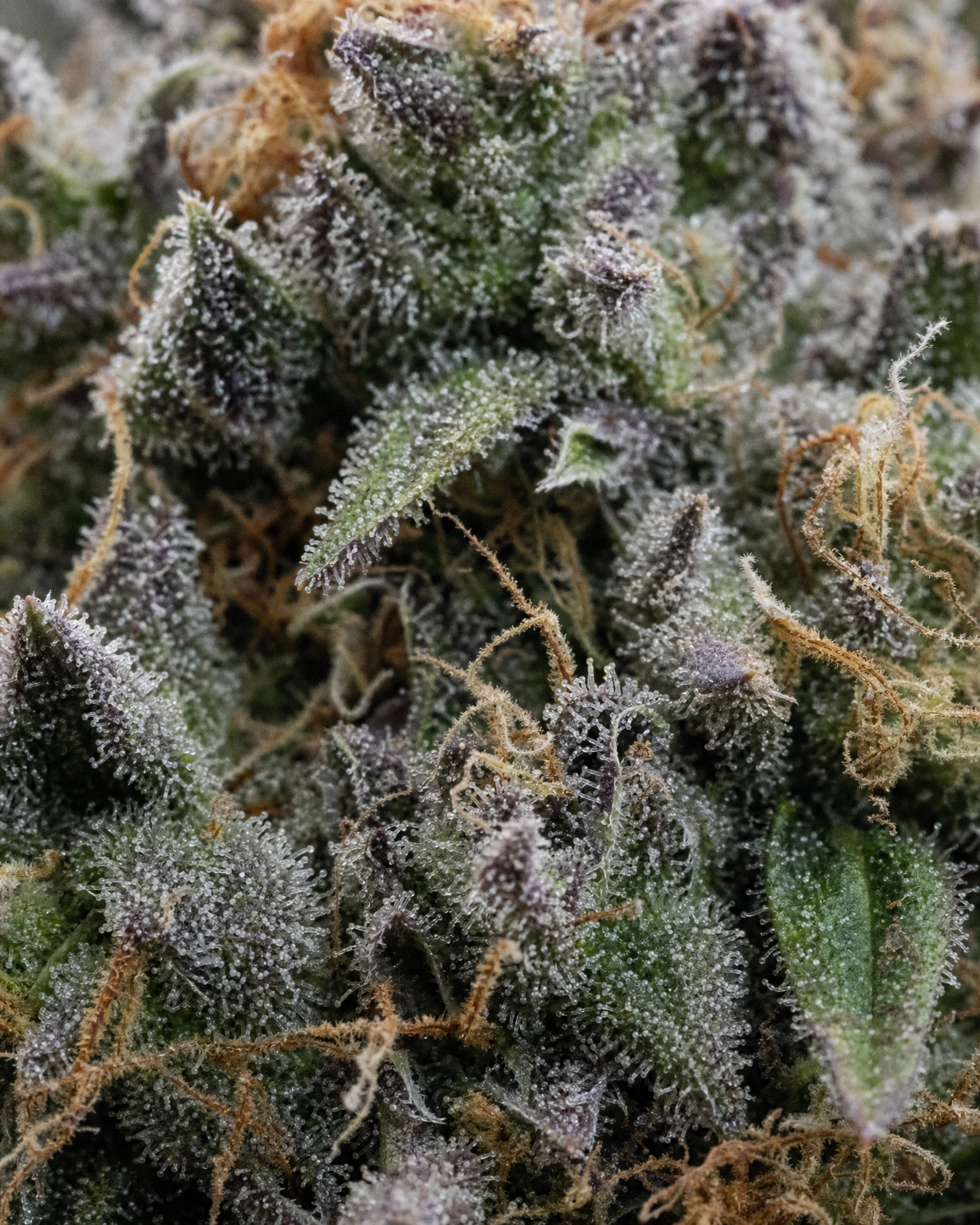 Trichome der Cannabissorte Runtz Autoflower in Nahaufnahme