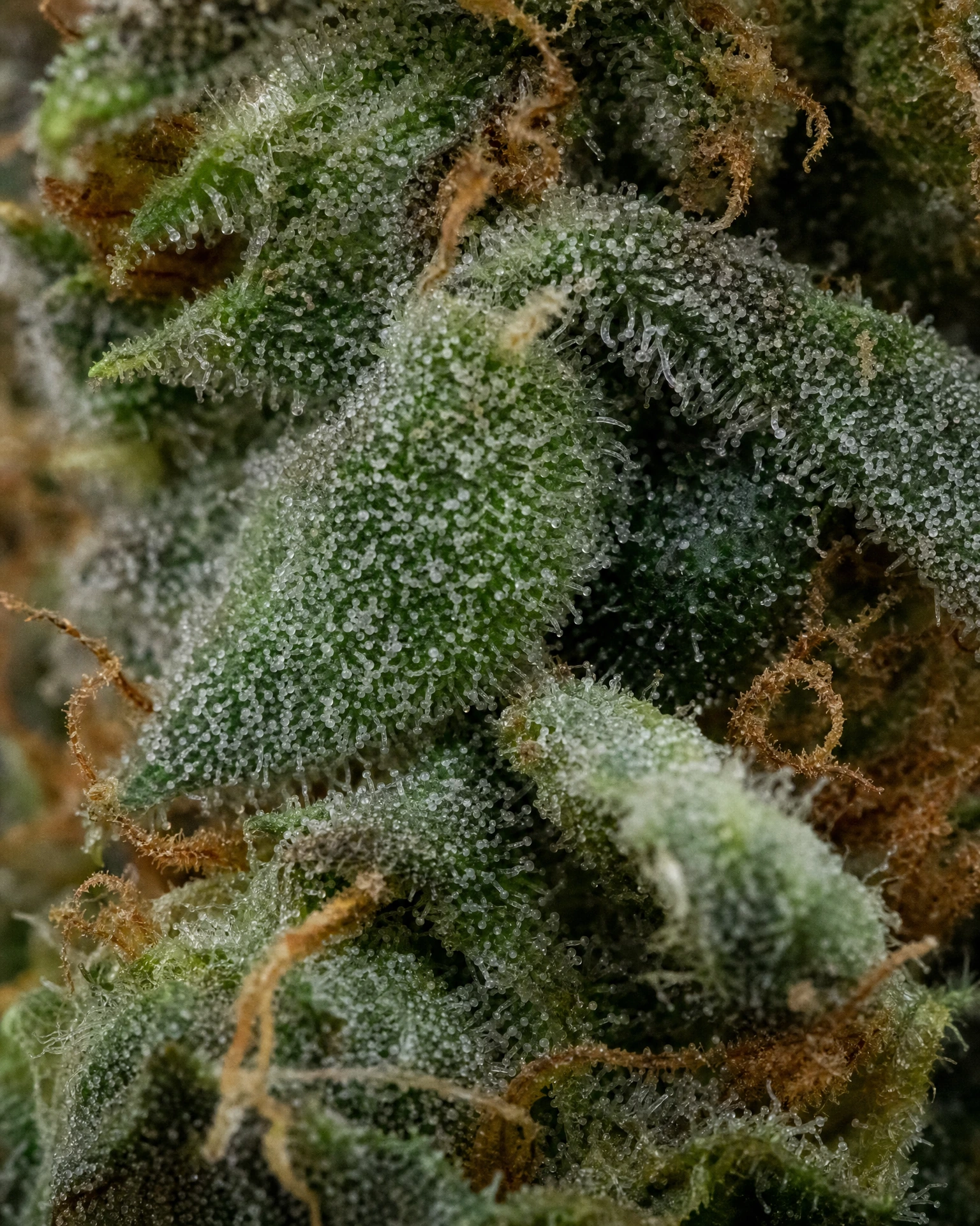 Trichome der Cannabissorte Skywalker OG in Nahaufnahme