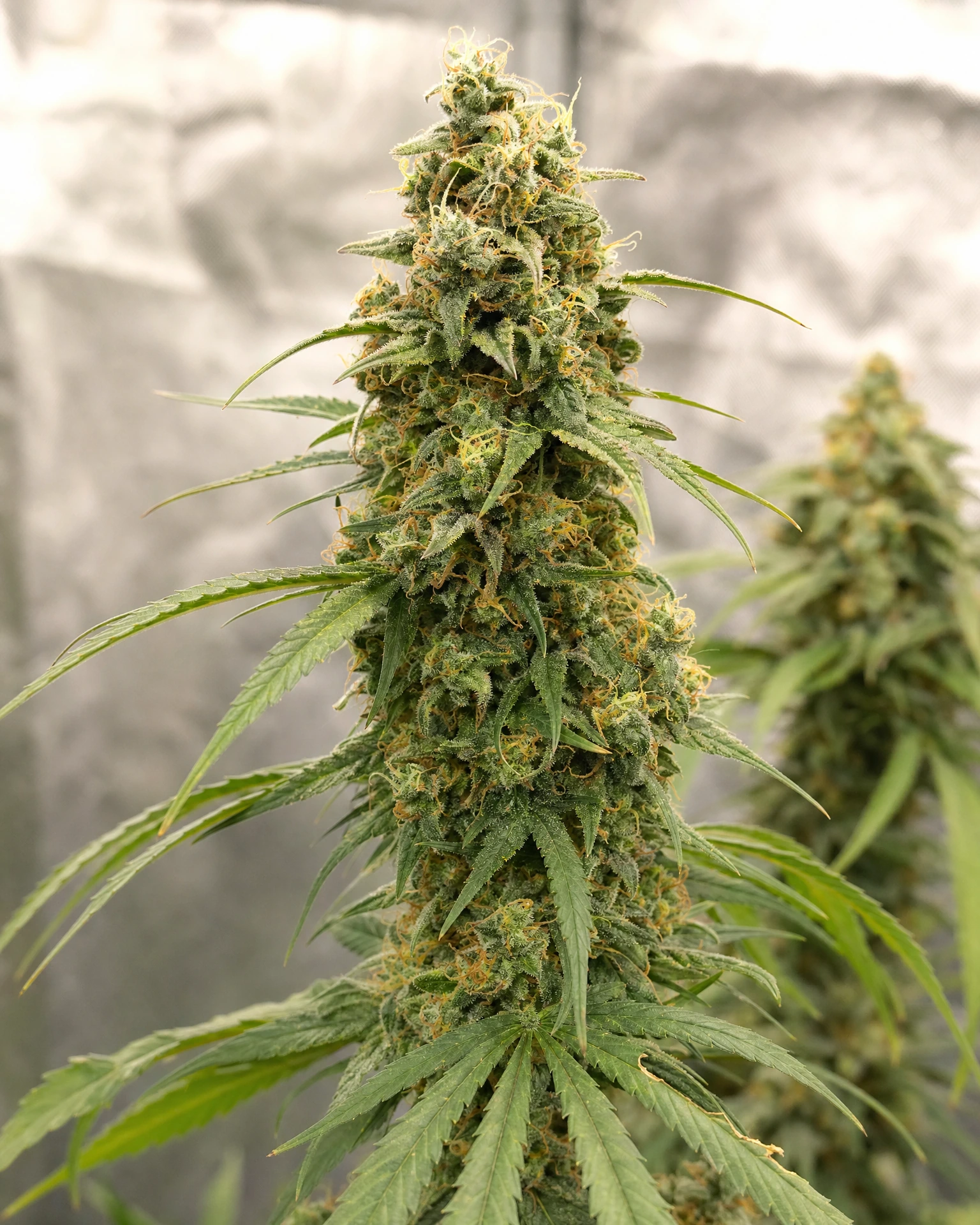 Blühende Cannabispflanze der Sorte Sour Diesel