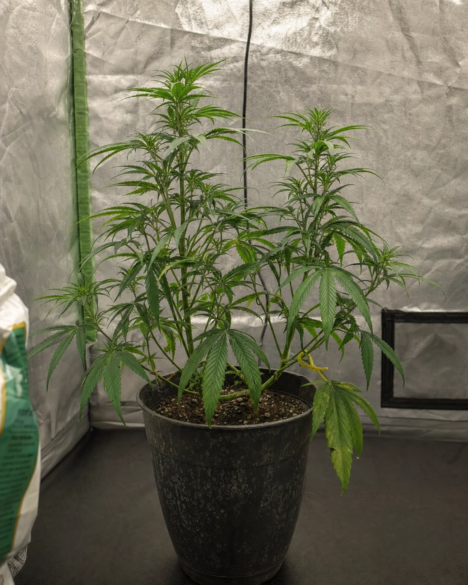 Sour Diesel in der vegetativen Wachstumsphase