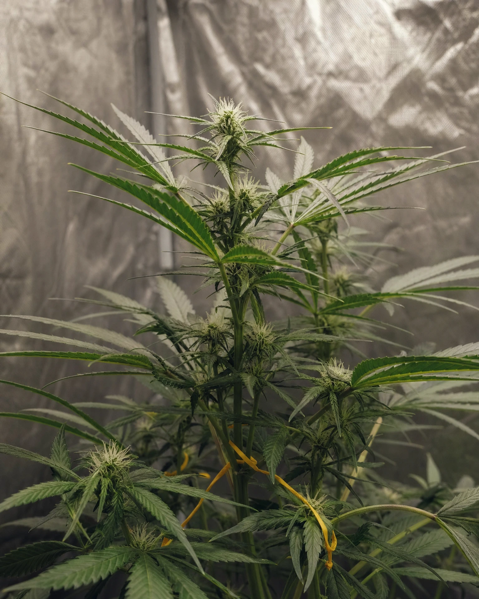 Sour Diesel in der frühen Blütephase