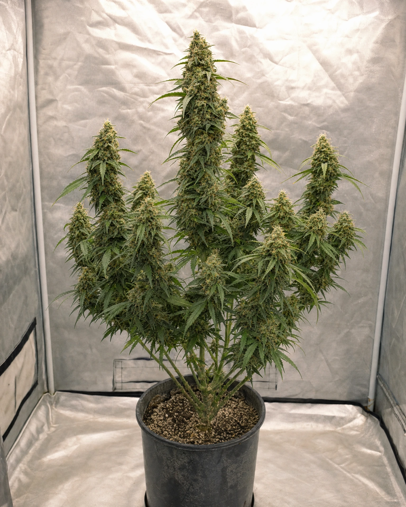 Ausgewachsene Cannabispflanze der Sorte Sour Diesel