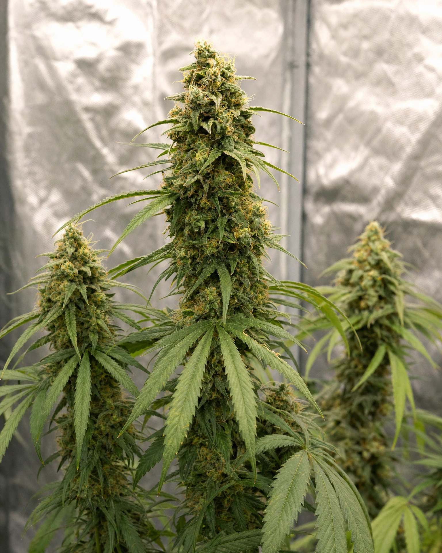 Ausgereifte Cannabispflanze der Sorte Sour Diesel aus einem zweiten Blickwinkel