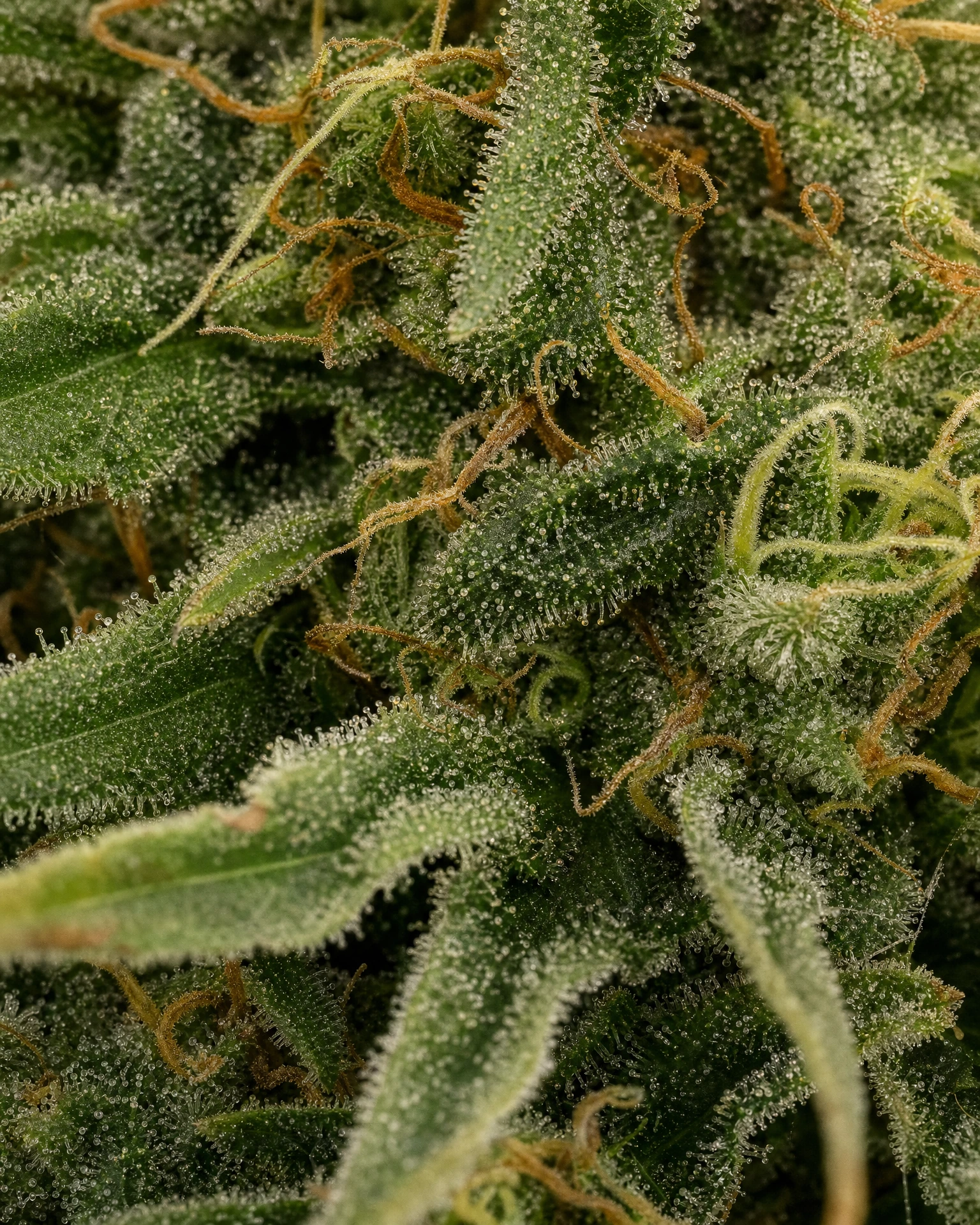 Trichome der Cannabissorte Sour Diesel in Nahaufnahme