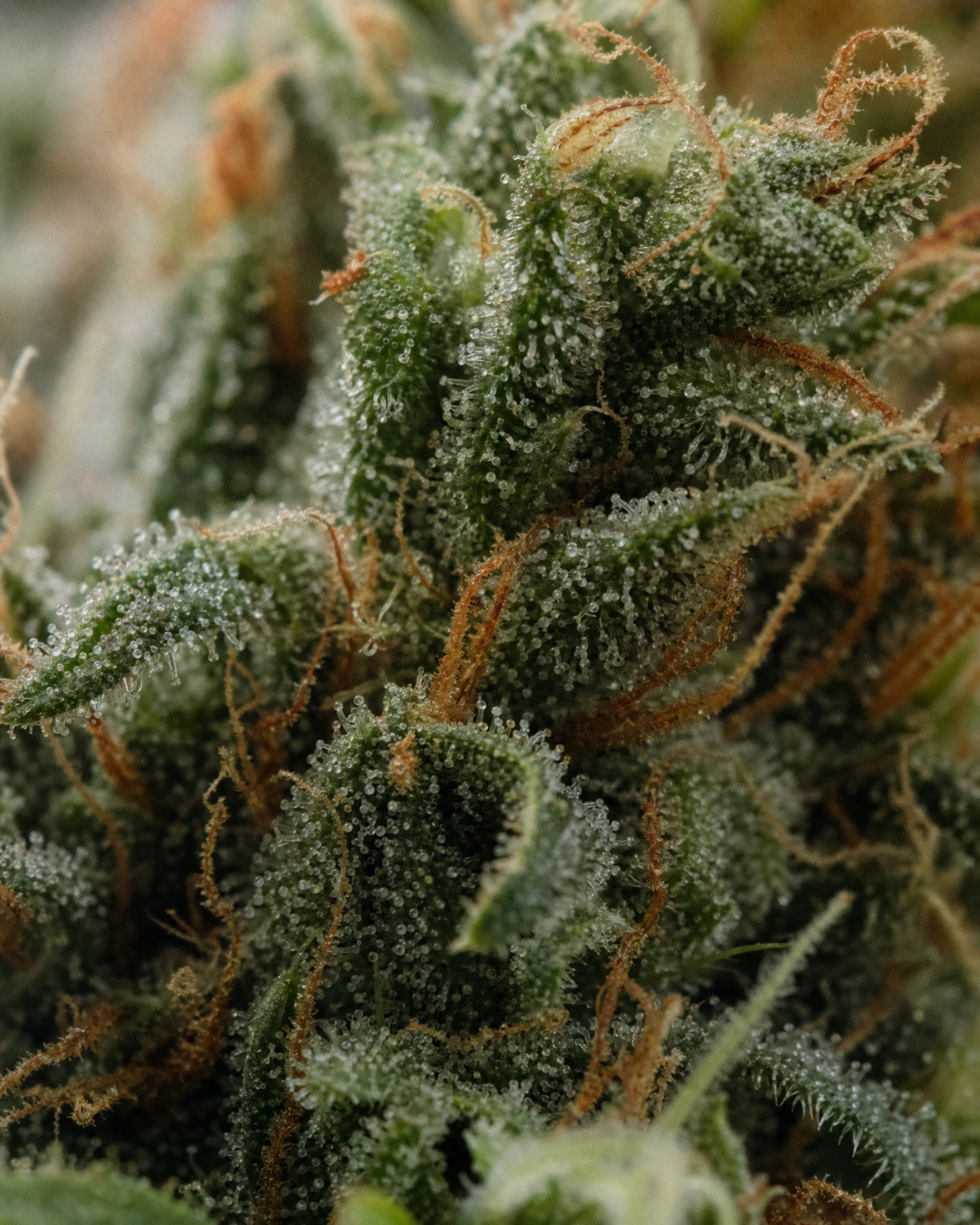 Trichome der Cannabissorte Strawberry Cough in Nahaufnahme