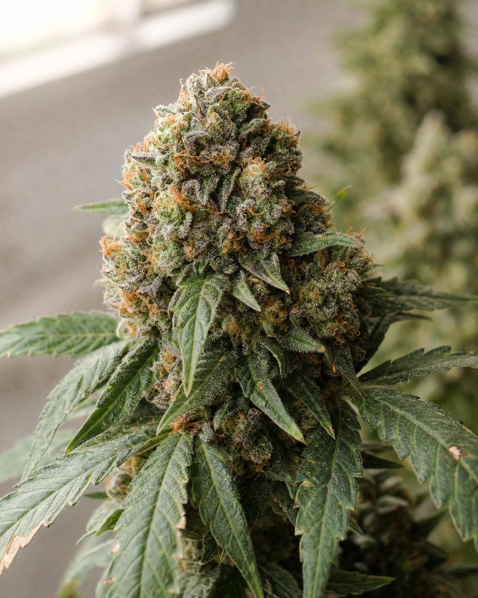 Blühende Cannabispflanze der Sorte Super Boof