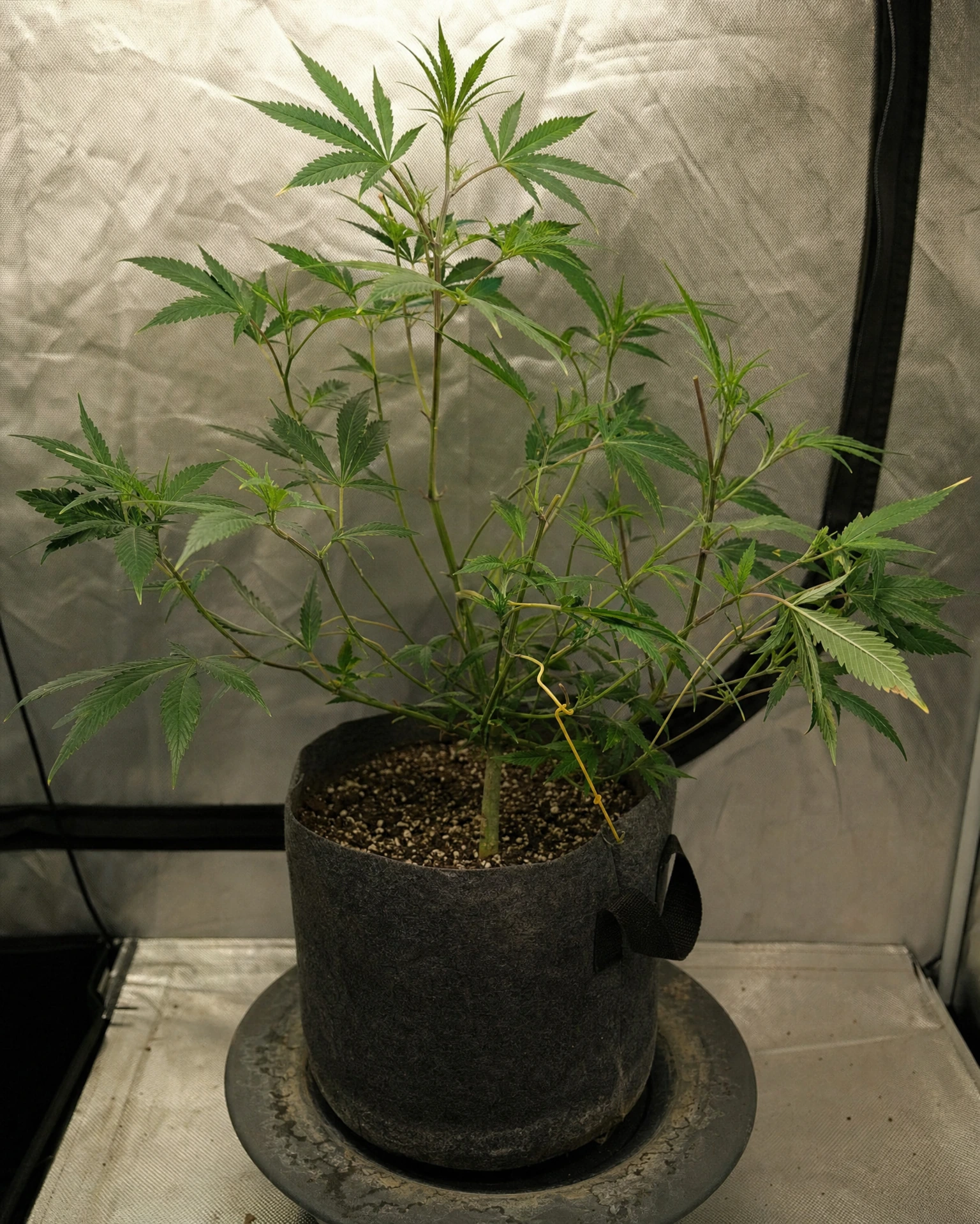 Super Silver Haze in der vegetativen Wachstumsphase