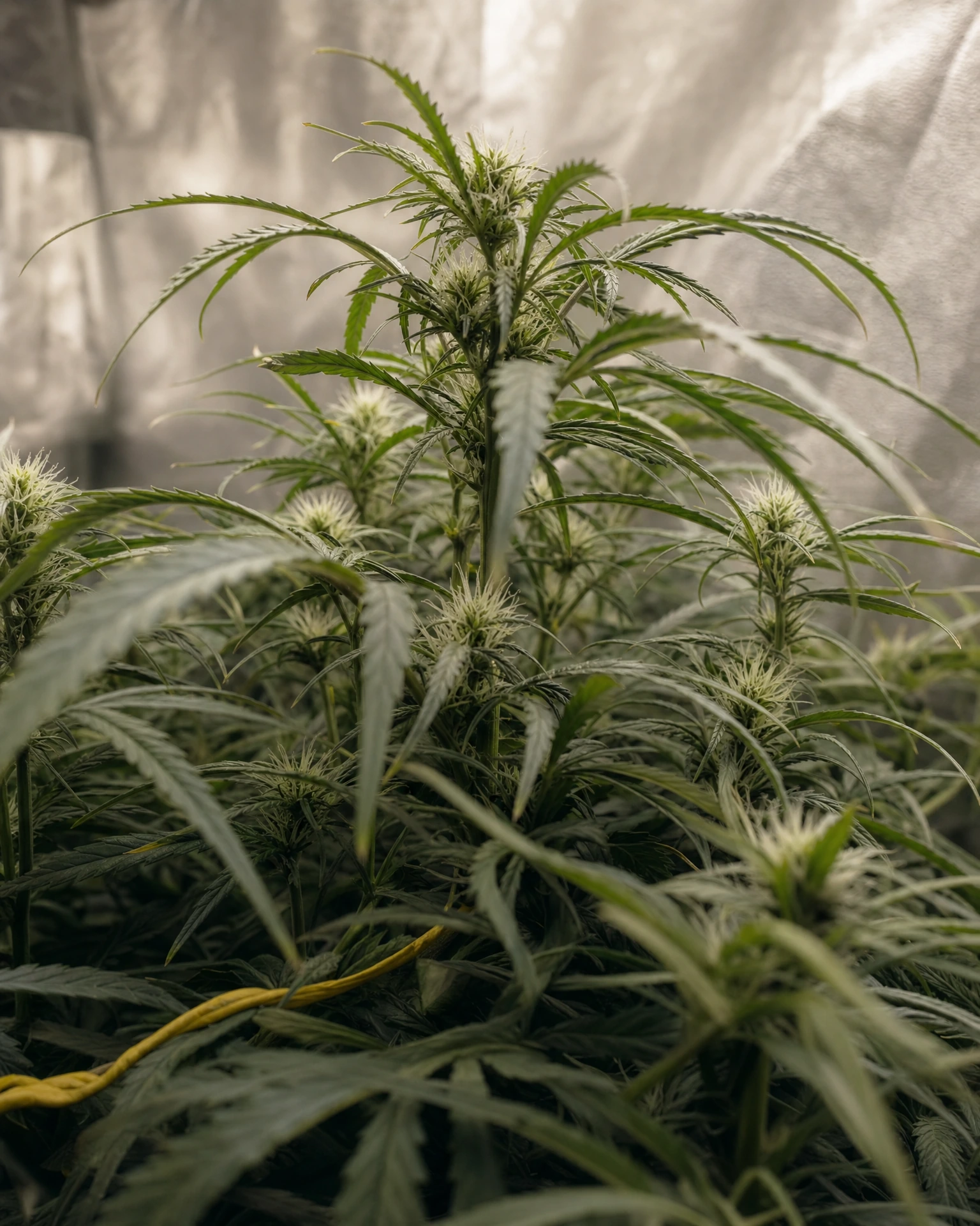 Super Silver Haze in der frühen Blütephase
