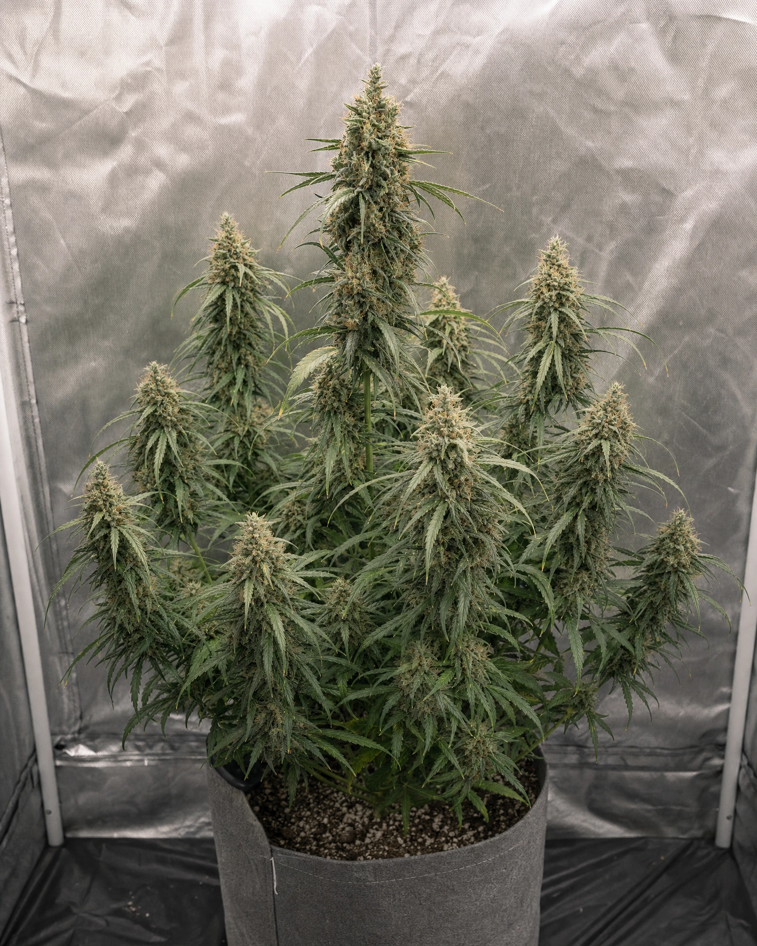 Ausgewachsene Cannabispflanze der Sorte Super Silver Haze