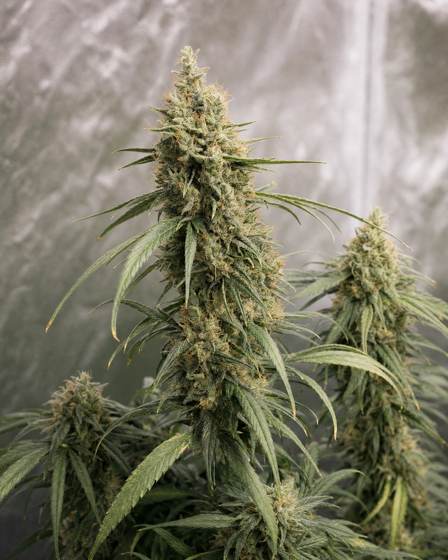 Ausgereifte Cannabispflanze der Sorte Super Silver Haze aus einem zweiten Blickwinkel