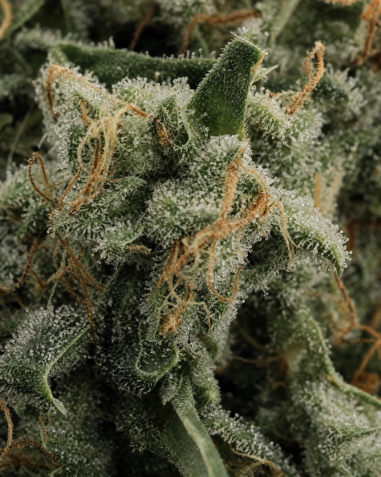 Trichome der Cannabissorte Super Silver Haze in Nahaufnahme