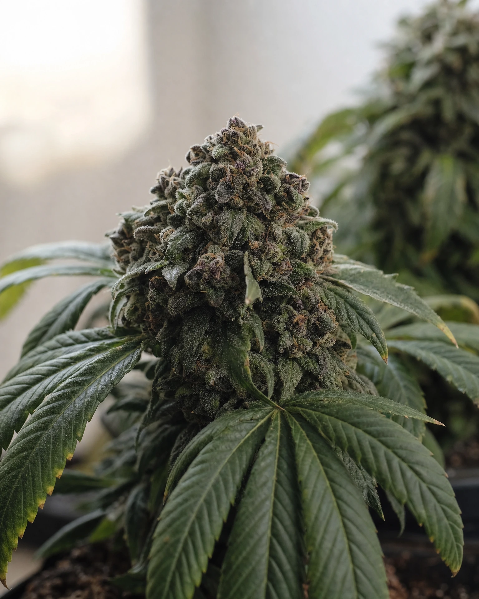 Blühende Cannabispflanze der Sorte Godfather OG Autoflower