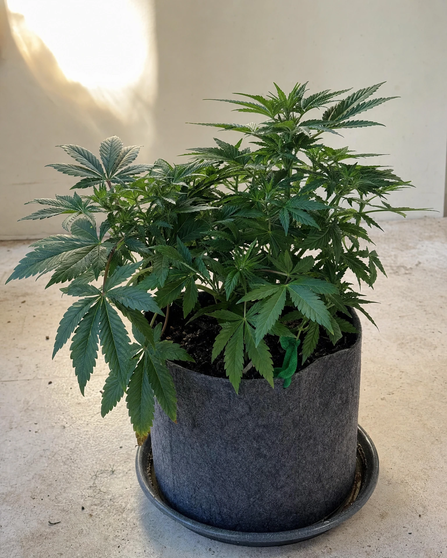 Godfather OG Autoflower in der vegetativen Wachstumsphase
