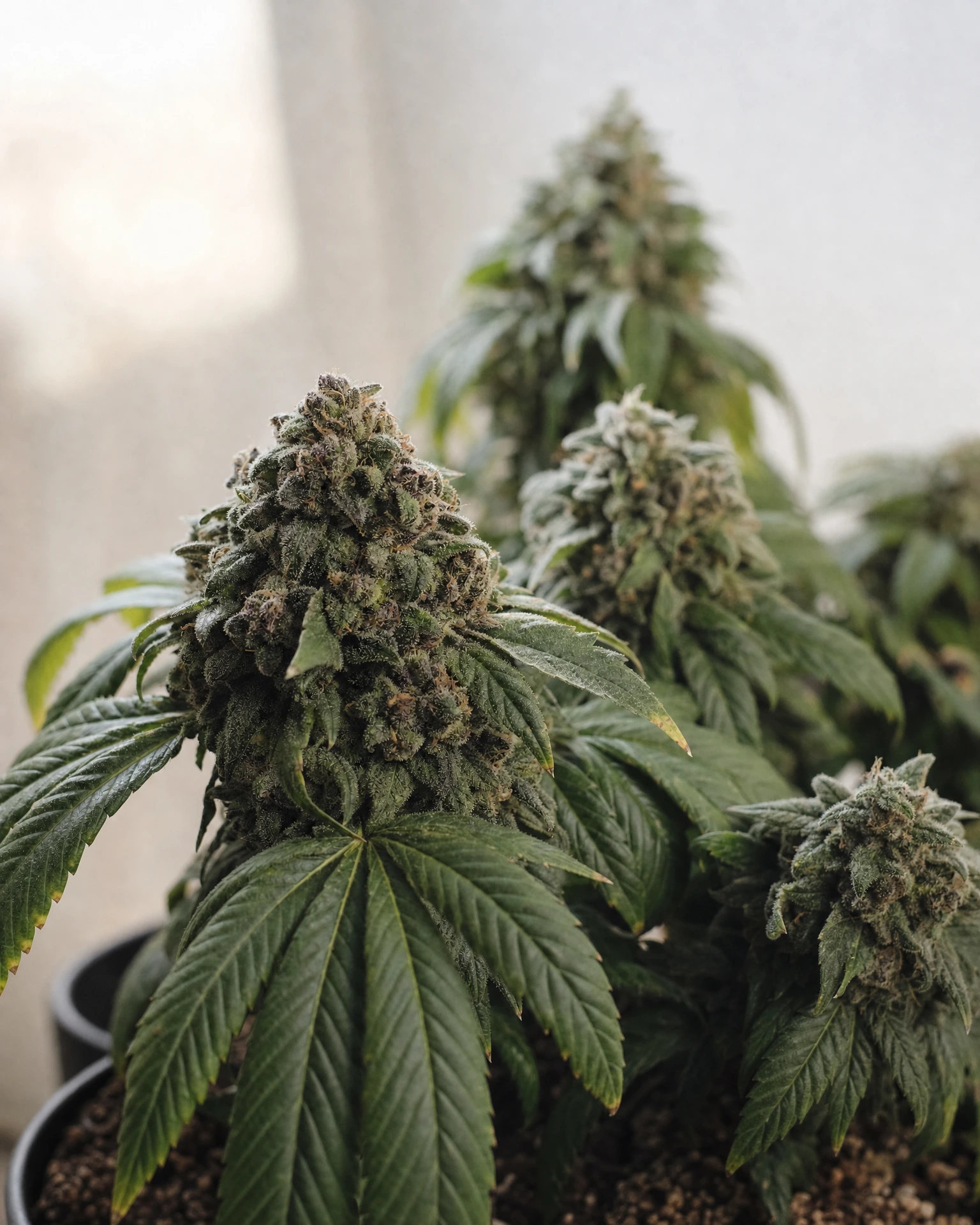 Ausgereifte Cannabispflanze der Sorte Godfather OG Autoflower aus einem zweiten Blickwinkel