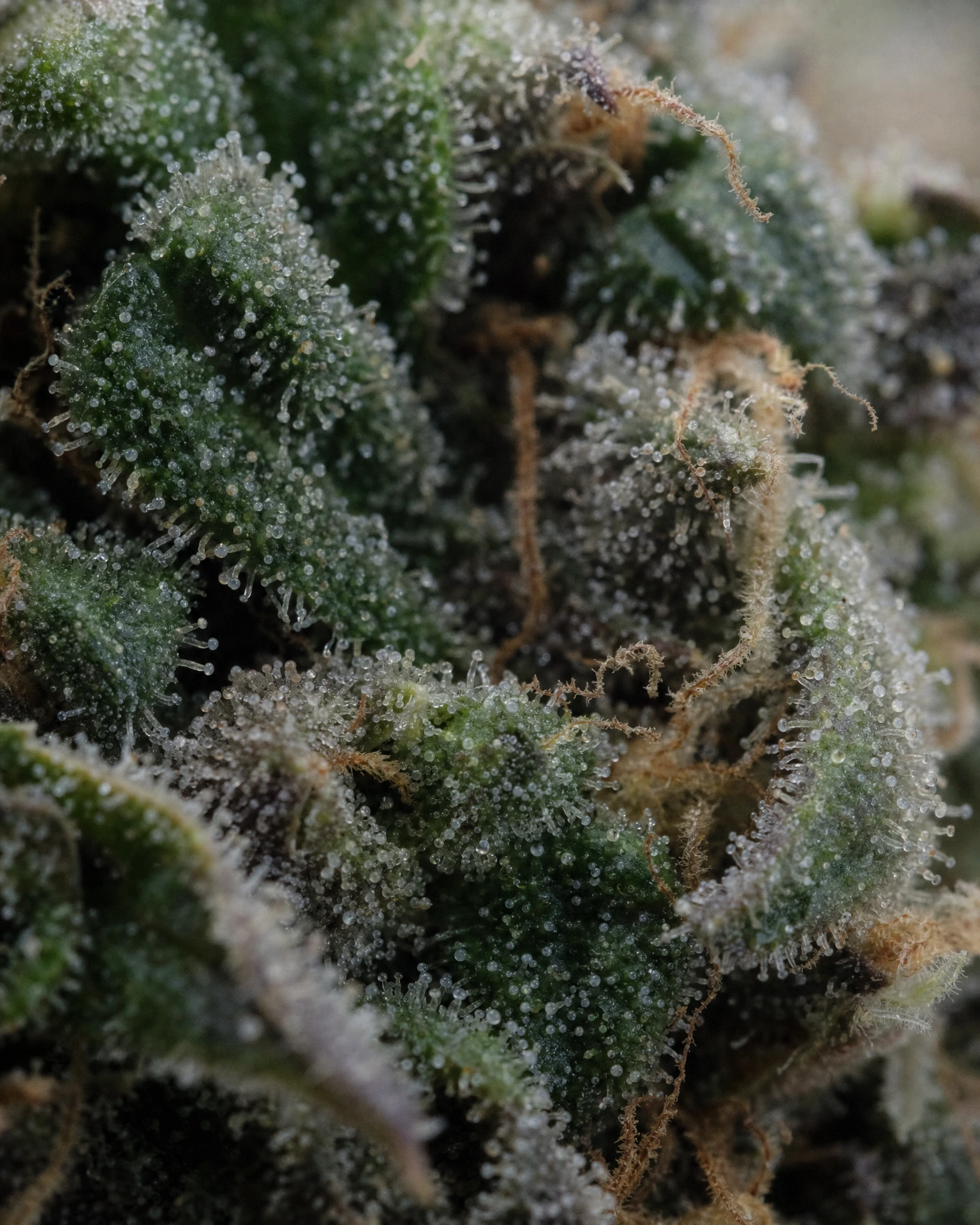 Trichome der Cannabissorte Godfather OG Autoflower in Nahaufnahme