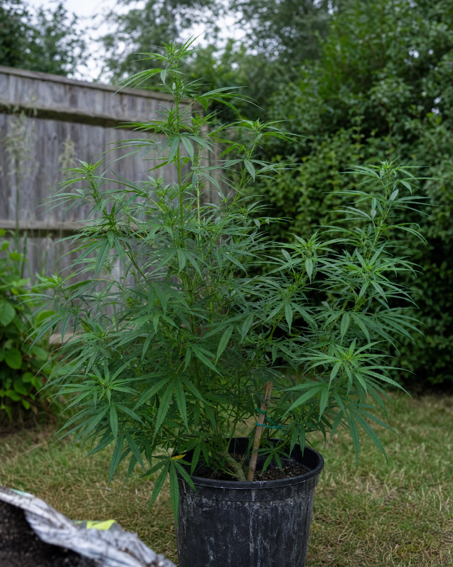 Acapulco Gold in der vegetativen Wachstumsphase