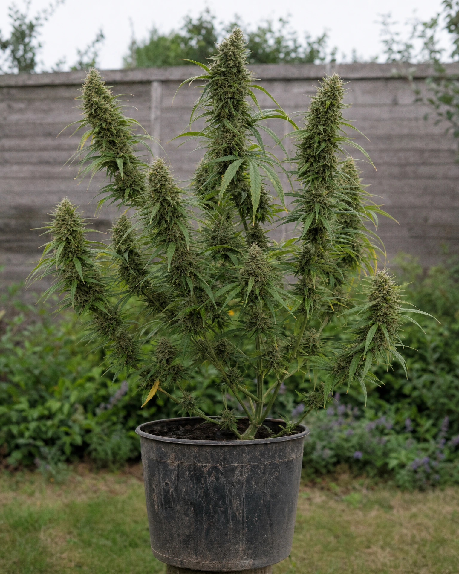 Ausgewachsene Cannabispflanze der Sorte Acapulco Gold