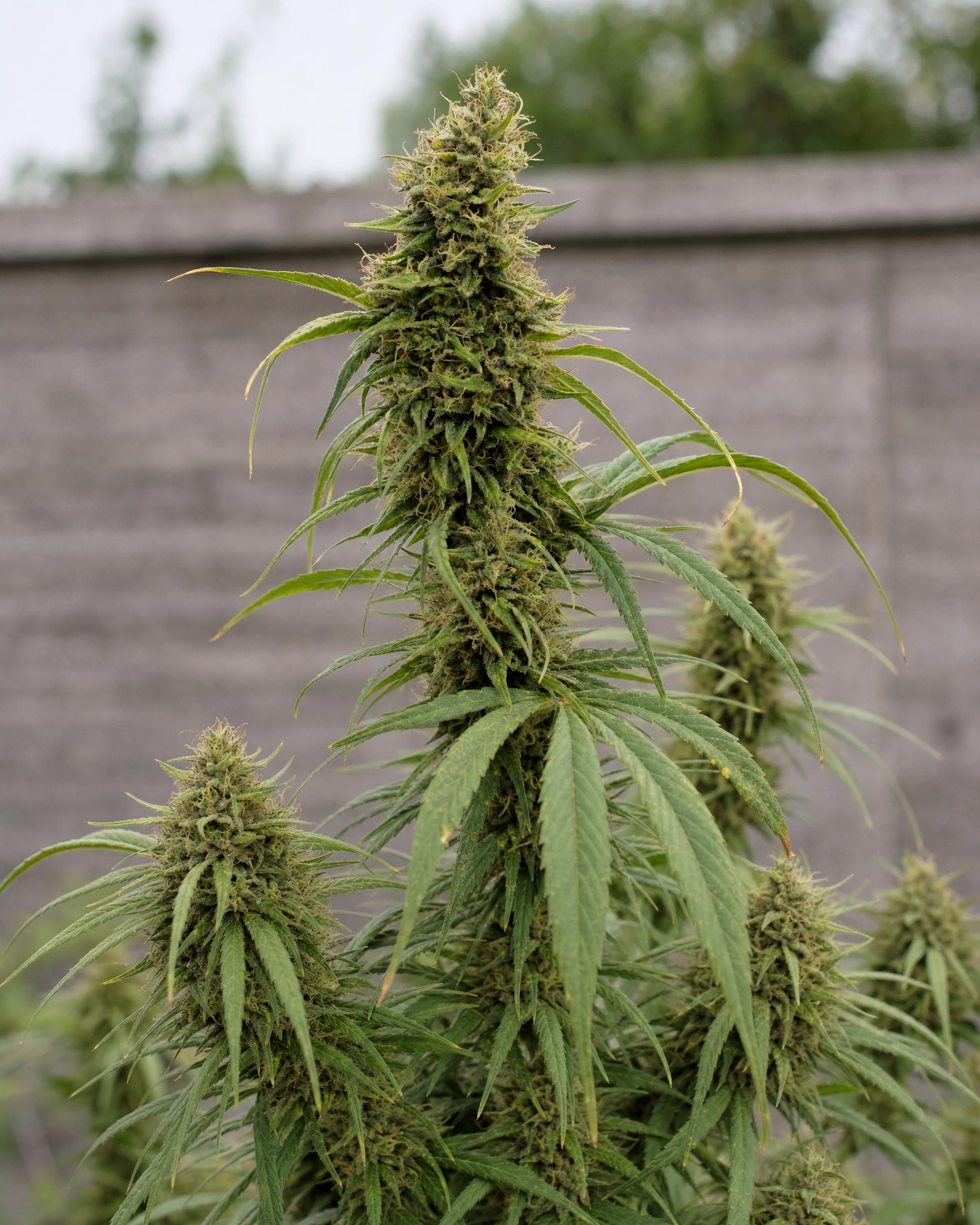 Ausgereifte Cannabispflanze der Sorte Acapulco Gold aus einem zweiten Blickwinkel