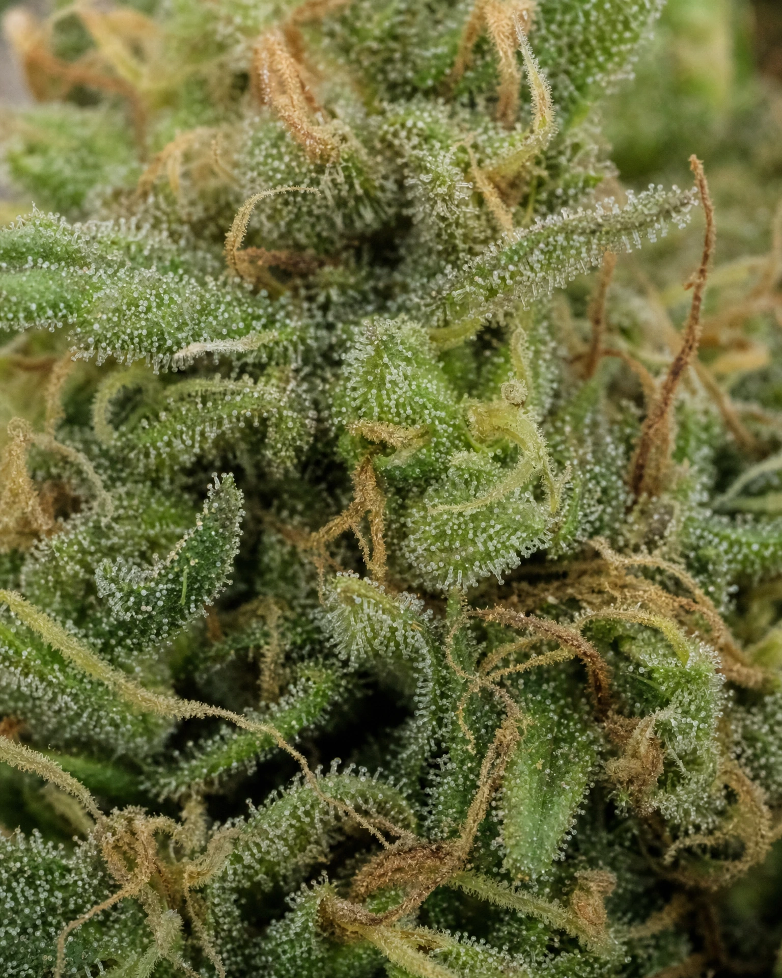 Trichome der Cannabissorte Acapulco Gold in Nahaufnahme