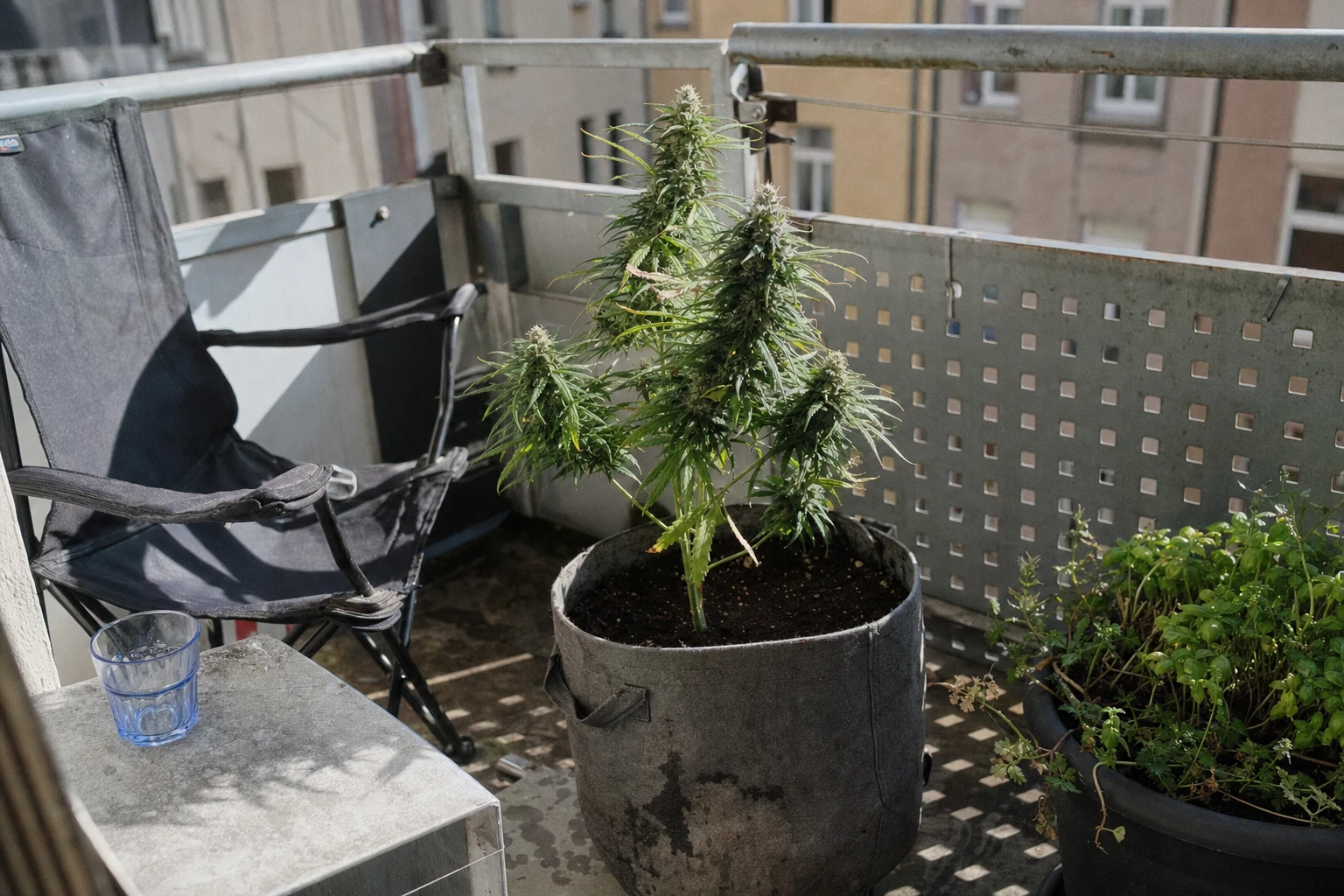 Zusätzliches Ratgeberbild zu „Die besten Cannabissorten für Anfänger“